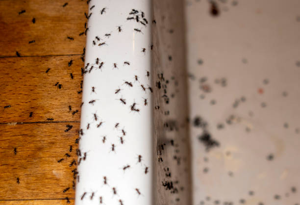  Tontitown, AR Pest Control Pros