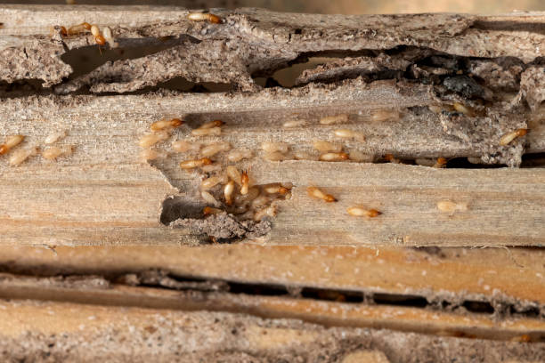 Best Local Pest Control Services  in Tontitown, AR