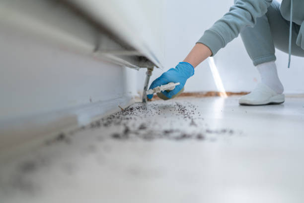 Best Ant Control Services  in Tontitown, AR
