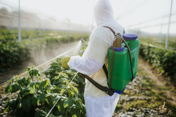 Best Flea Control Services  in Tontitown, AR